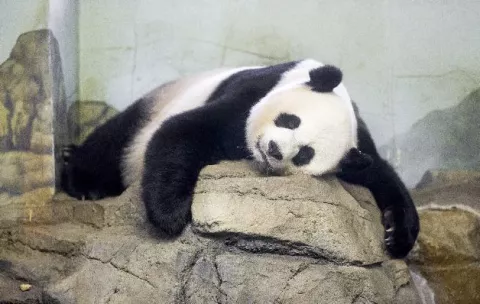 Muere uno de los bebés pandas nacidos en 'zoo' de Washigton