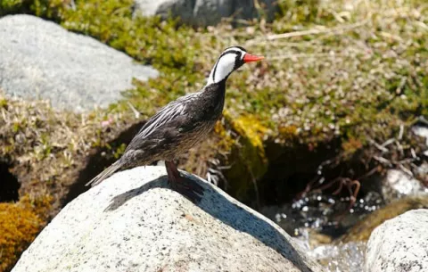 Ave es capaz de salvar las aguas de la Patagonia 