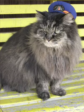 La famosa gata jefa de una estación de trenes de Japón ya tiene sucesora
