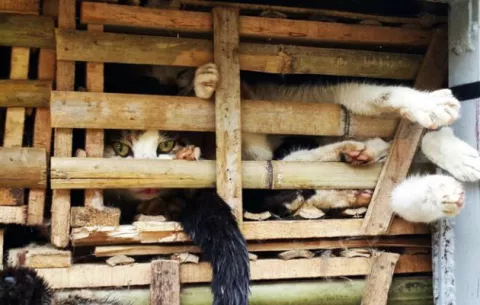 Gato, el plato  preferido en Vietnam 