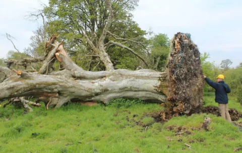 Árbol caído en Irlanda revela un esqueleto de hace 1,000 años