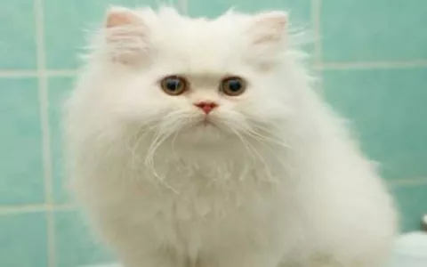 Heces de gatos, la cura contra el cáncer
