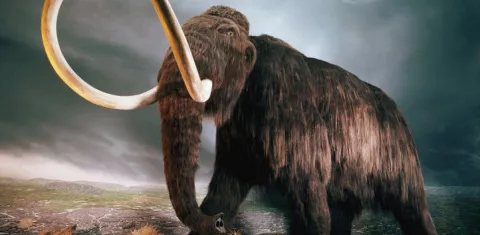 Bacterias de un mamut podrían crear elixir de la juventud