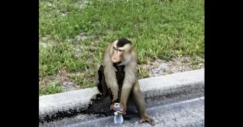 Mono suelto se divierte en un suburbio de Orlando