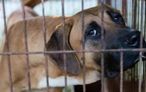 Corea del Sur da en adopción perros para evitar comerlos