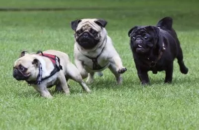Académico chileno inventa vacuna anticonceptiva canina única en el mundo