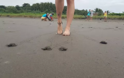 Liberación de tortugas bebés, una experiencia de película 