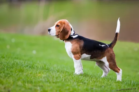 Científicos chinos buscan crear perros con inmensa masa muscular