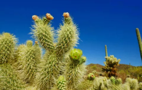  El 30 % de las especies de cactus están en peligro de extinción