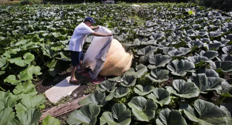 Granjero norteamericano cultiva gigantescas calabazas