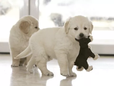 Perros podrían haber sido originarios de Nepal y Mongolia
