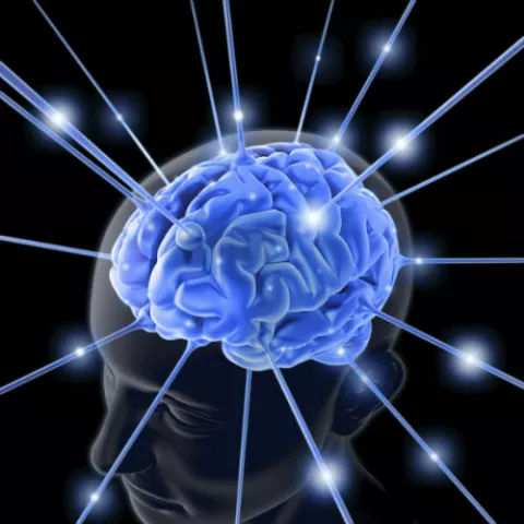 Antropólogo ruso asegura que en el futuro el cerebro del ser humano podría reducirse