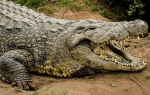 Cocodrilos pueden dormir con un ojo abierto si hay un humano cerca