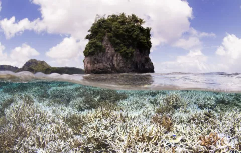 Devastador blanqueamiento de coral se extiende por el mundo