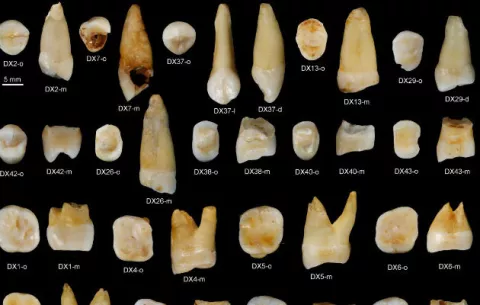  Hallan dientes humanos fósiles de más de 80,000 años