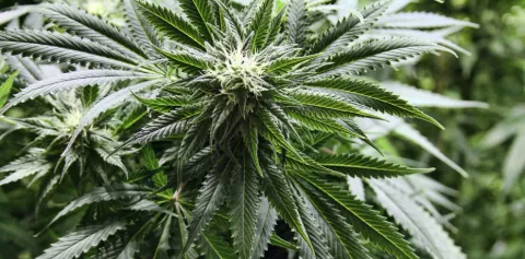Los embriones expuestos al THC del cannabis sufren secuelas irreversibles