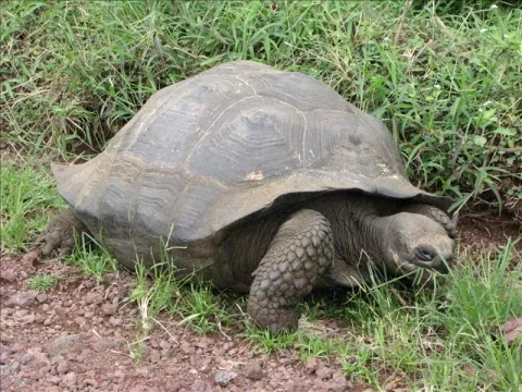 Determinan nueva especie de tortuga gigante en isla de archipiélago Galápagos 