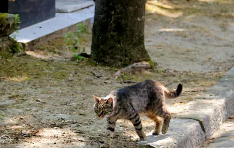 Australia eliminará a dos millones de gatos silvestres