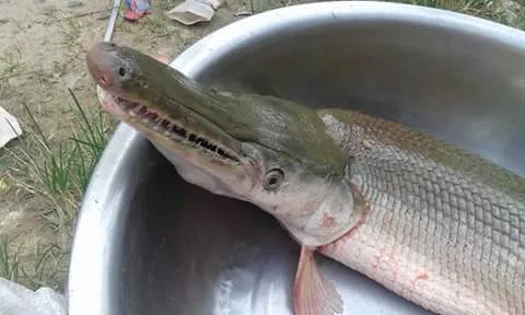 Encuentran un 'monstruo' de río en Panamá