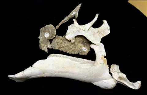 Hallan en Mongolia el primer nido con crías del dinosaurio con 'pico de pato'