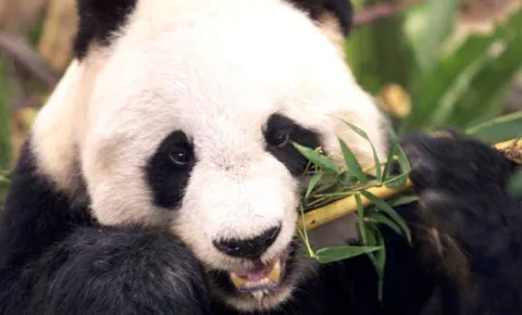 China muestra gemelos de osos pandas nacidos este año