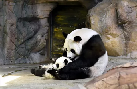China consigue un nuevo récord de crías de panda por inseminación artificial