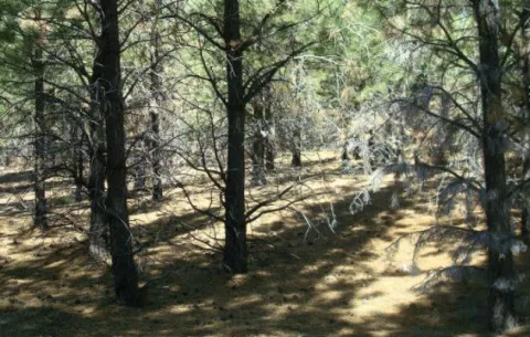 Zona de la Patagonia argentina se quedó sin hormigas