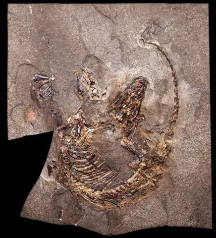 Un fósil español, evidencia mundial de la evolución del pelaje en mamíferos