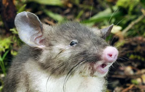  Descubren nueva especie de roedor con nariz de cerdo