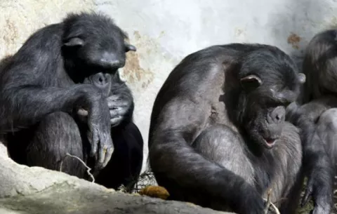EE.UU. pone fin al uso de chimpancés para investigación médica
