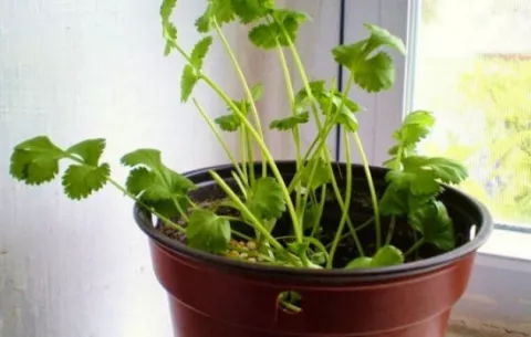 ¿Escasez? Estas son las verduras que puedes hacer crecer una y otra vez