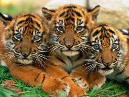 China abrirá mayor centro de clonación de animales para uso comercial en 2016