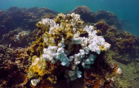Científicos juegan con evolución para salvar coral en Hawaii