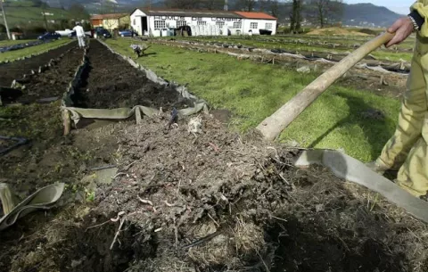  Científicos proponen aprovechar valor energético y económico de excrementos
