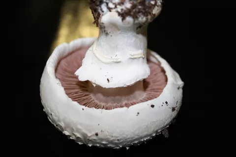 Vinculan a hongos con el desarrollo del alzhéimer
