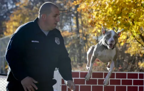 Una pit bull policía desafía estereotipos sobre su raza