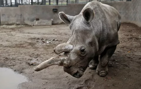 Muere rinoceronte blanco en zoológico de EE.UU. y solo quedan tres en el mundo