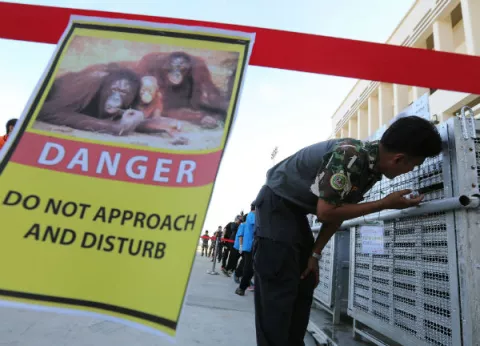 Devuelven a Indonesia 14 orangutanes sacados de contrabando