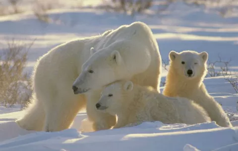La supervivencia del oso polar, en jaque por el cambio climático