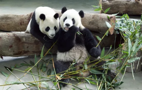 China dice haber descifrado el lenguaje de sus osos panda