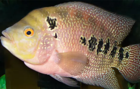 Descubren en Japón un pez que reconoce a los de su especie por el rostro