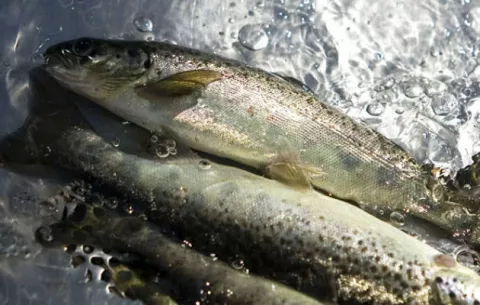 EE.UU. aprueba el consumo del salmón modificado genéticamente
