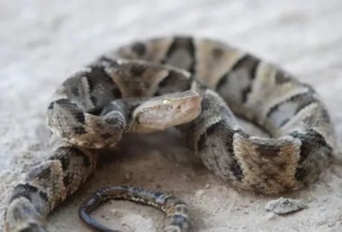 Lactante mata a mordiscos a serpiente venenosa en Brasil