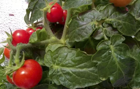  Tomates italianos del futuro para astronautas