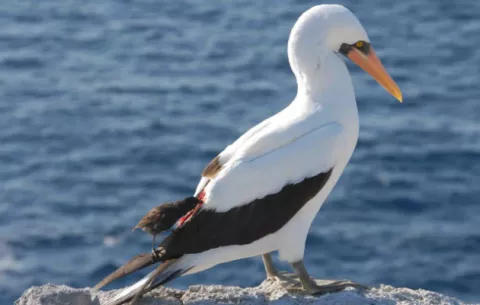 Aves vampiro, uno de los grandes misterios de las Galápagos