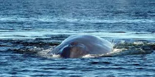 Rescatan ballena de veinte metros varada en playa chilena
