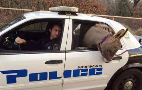 Un policía de Oklahoma pone a salvo a un burro miniatura