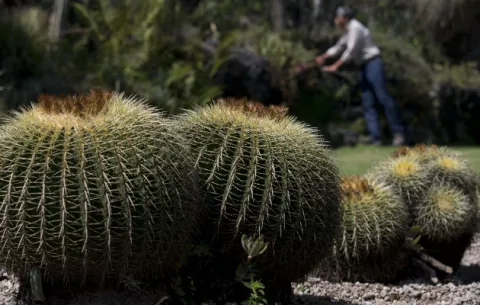 La tercera parte de las especies de cactus están en peligro
