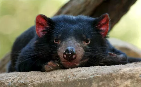 Descubren un nuevo tipo de cáncer que amenaza a los diablos de Tasmania
