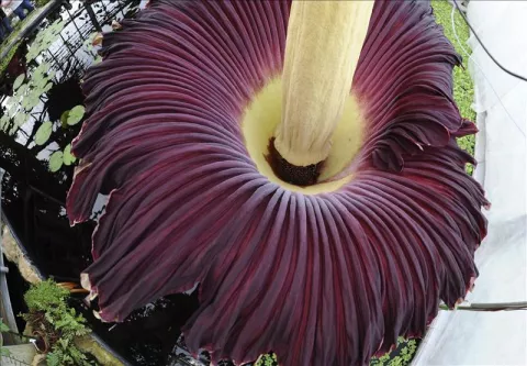 Florece en Australia una extraña flor de casi dos metros y olor a cadáver